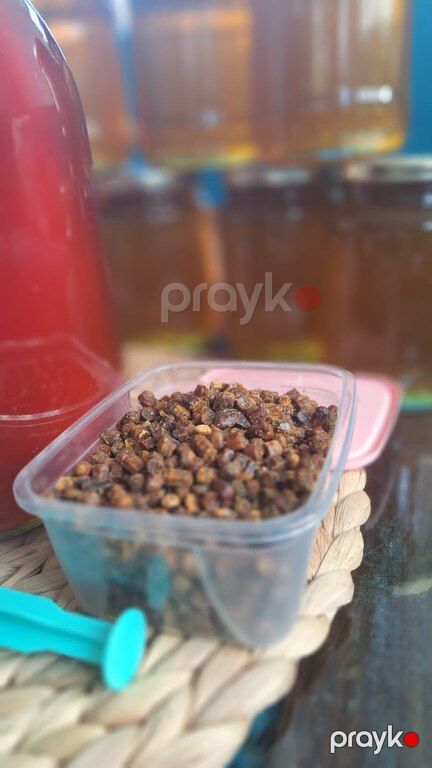 Güləm perqa — Bakı