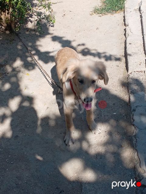 Retriever — Digah