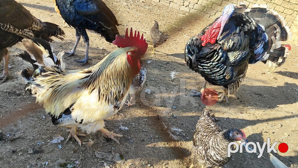 Xoruz satılır. Çox aktiv xoruzdu. 2 yaşı var. Qiyməti 20 AZN. Toyuqla — Digərləri, Bakı (3)
