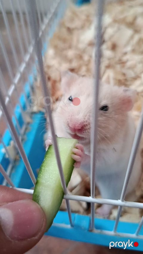 Hamster – ev heyvanı - Növ: xamyak (hamster) - Rəng: açıq krem/ağ — Bakı