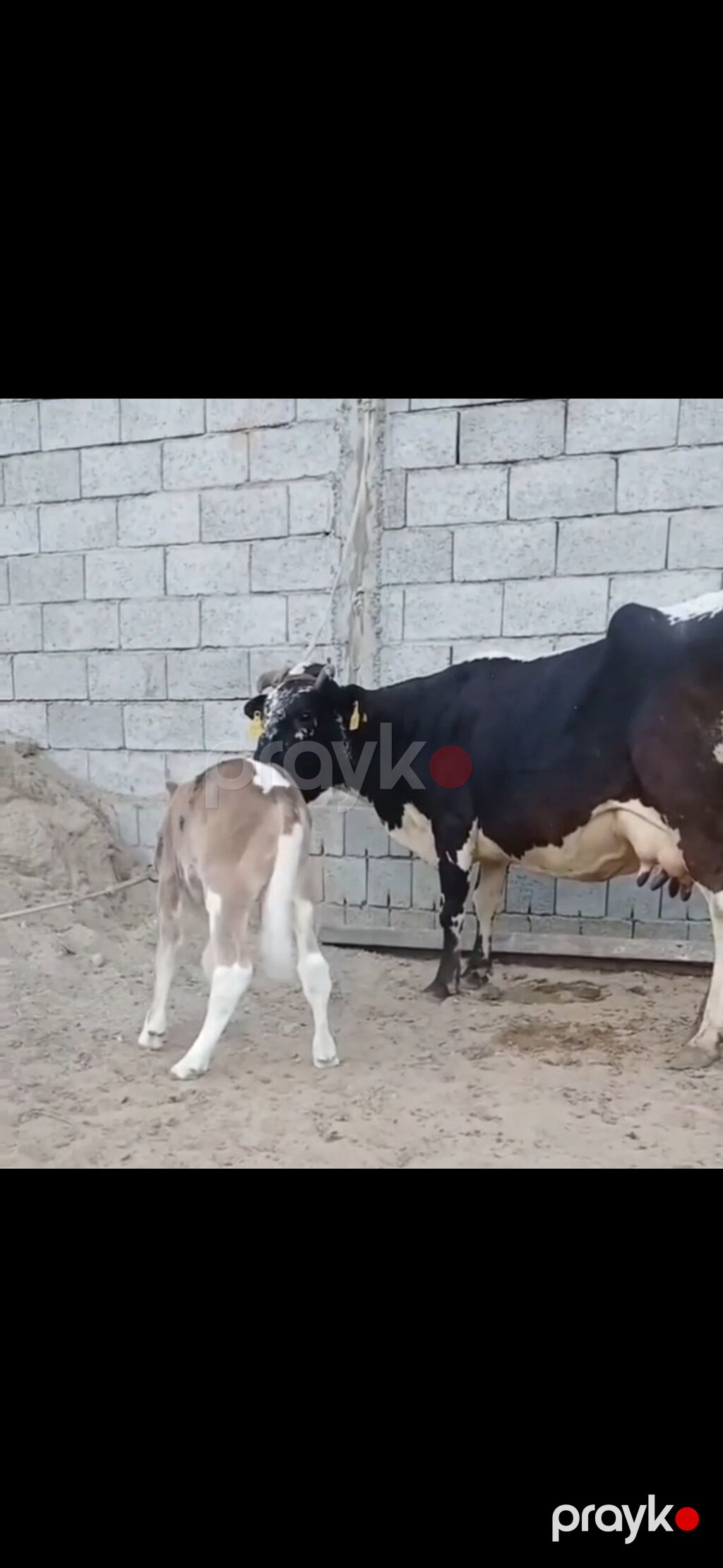 Siyah-ağ rəngli, iri süd verən inək və balası. - Cins tipi: Holştayn — Kənd təsərrüfatı heyvanları, Zaqatala (7)