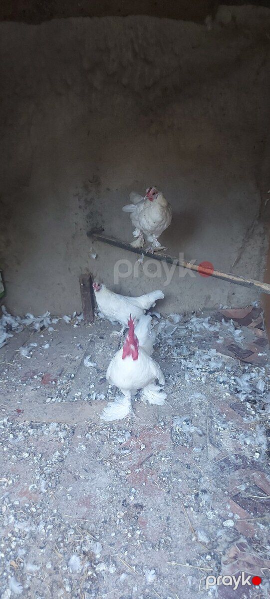 Yaponkalar — Quşlar, Bakı (3)