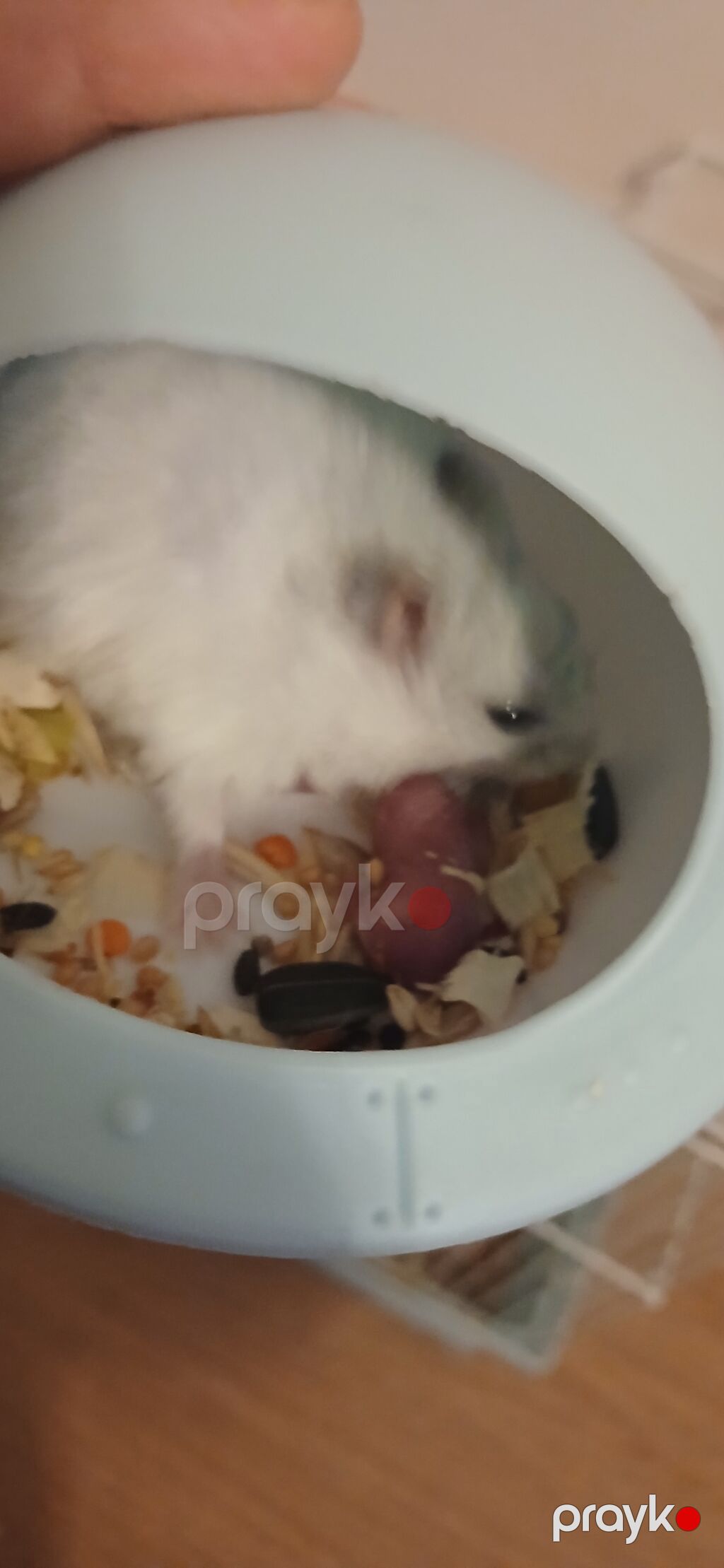 1 hemstır dişi 2 balası — Qəfəslər, Bakı (2)