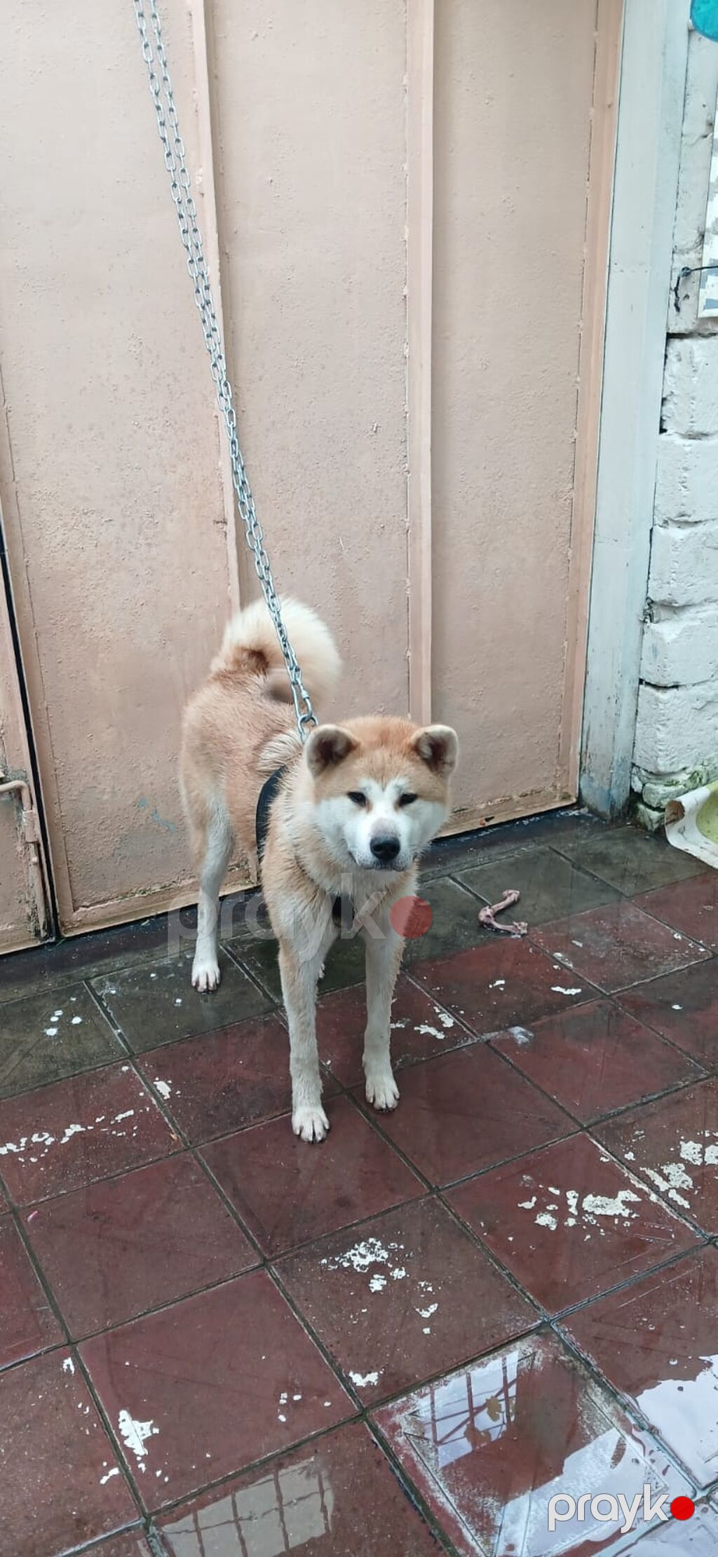 Akita-inu, 1 il, Dişi — Köpəklər, Xırdalan (2)