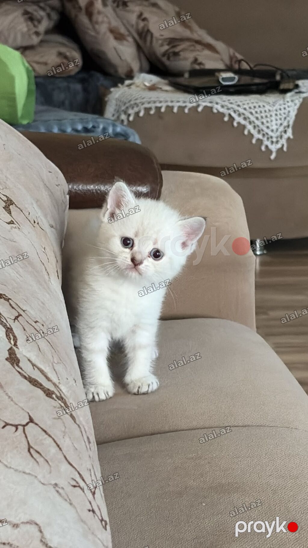 Ağ tüklü, mavi gözlü pişik balası - Rəng: süd-ağ bədən, qulaq — Heyvanlar, Bakı (3)