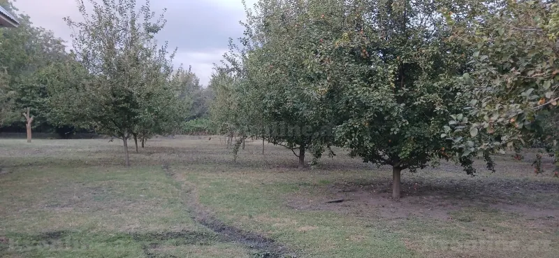 Satılır Torpaq 44 sot Qəbələ — Torpaq, Qəbələ (2)