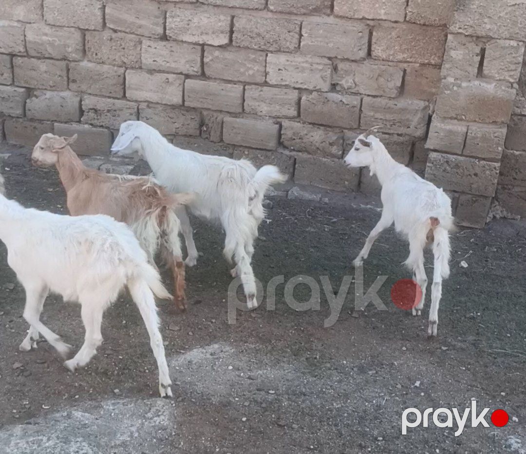 Hələb keçisi — Kənd təsərrüfatı heyvanları, Bakı (4)