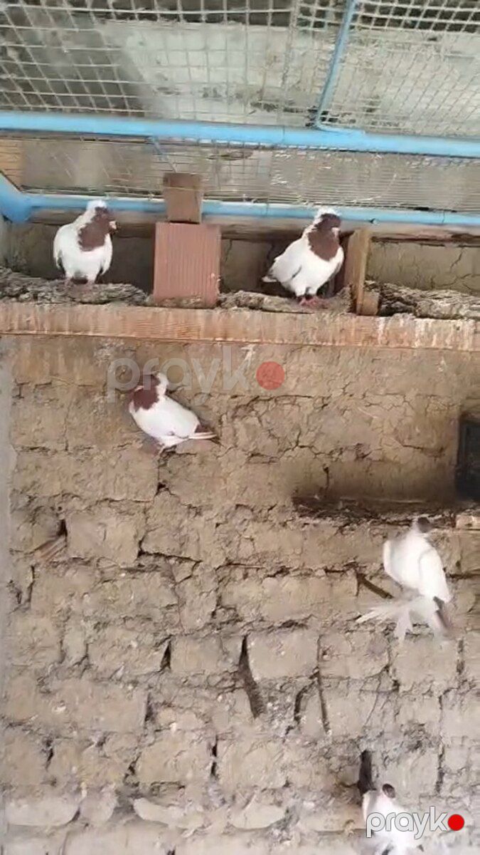 Göyərçin — Quşlar, Bakı (2)