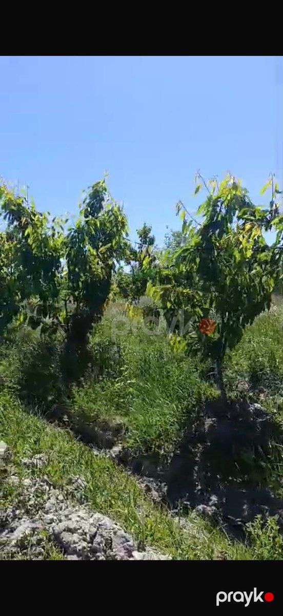 3400 sot torpaq sahəsi, Ağdaş r — Torpaq, Ağdaş (5)