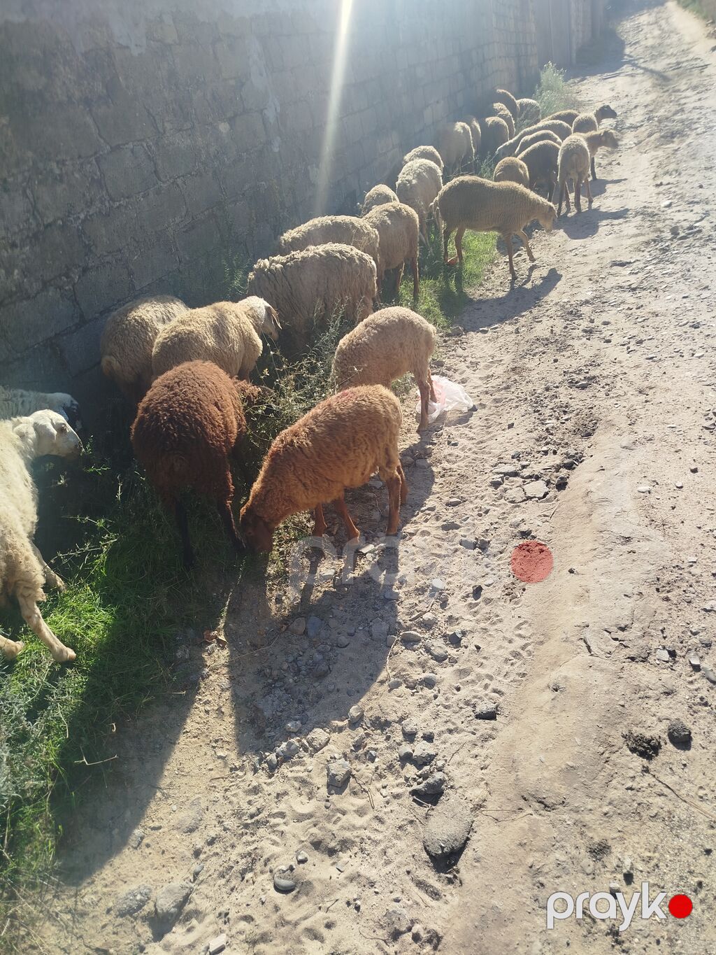 Qoyun sürüsü satılır. 27 quzudu biri 225 lə - Növ: yerli ətlik/südlük — Kənd təsərrüfatı heyvanları, Digah (3)