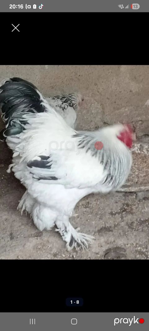 Satılır: iri cins ev quşları yumurta satlir 1.50 teze yumurtalar — Masazır