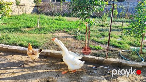 Linda qazı satılır. Hazır yumurtalayan cüt. 13 aylıq heyvanlardı — Bakı