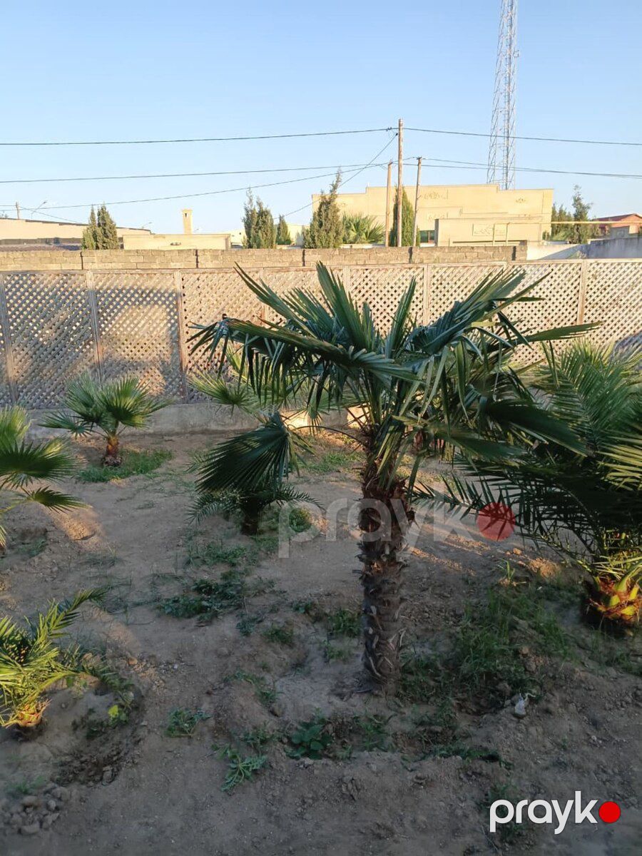 Palma ağacları — Bitkilər, Bakı (2)
