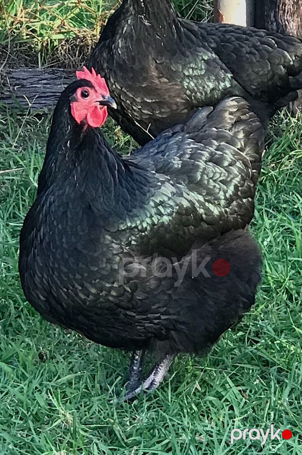 Toyuq, Australorp, Damazlıq — Toyuq və xoruz, Bakı (2)