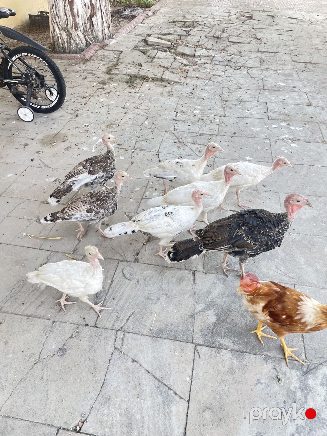 Hinduşka cücələri — Quşlar, Bakı (2)