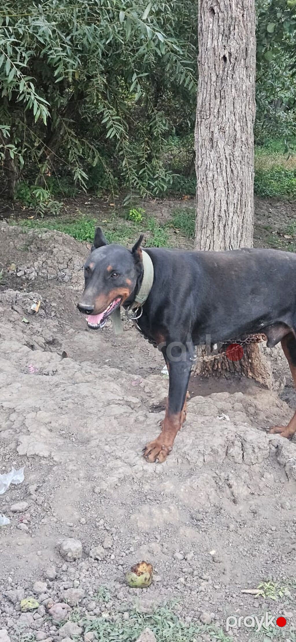 Doberman, Erkək — Köpəklər, Gəncə (4)