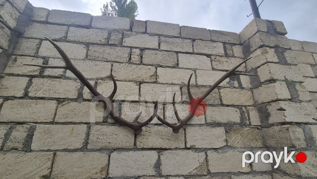 Məhsul: Təbii maral buynuzu dəsti (cüt) Təsvir: - Təbiətdən — Digər, Füzuli (3)