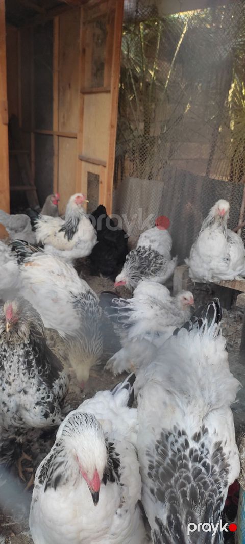 Brama toyuqları. Təmiz qan. 7 aylıqdır — Şəki