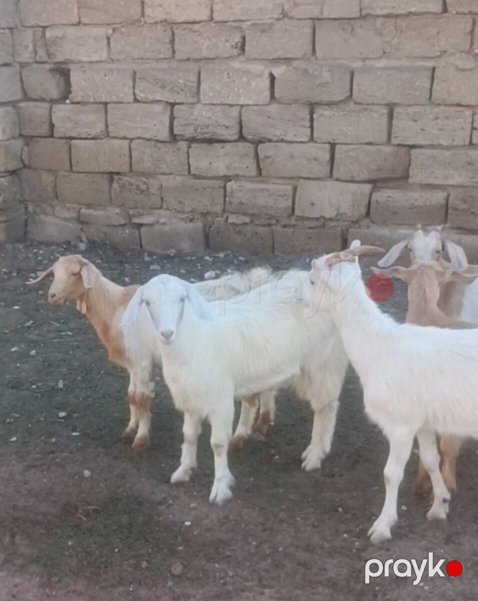 Hələb keçisi — Kənd təsərrüfatı heyvanları, Bakı (3)