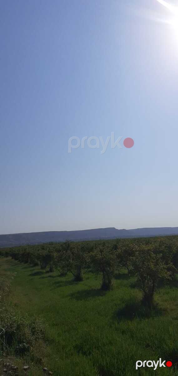 Satılır torpaq 3762.2 sot — Torpaq, Göyçay (3)