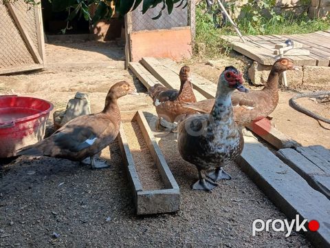 Lal ördək krasnadar disiler 35 azn erkek 60 azn — Digah