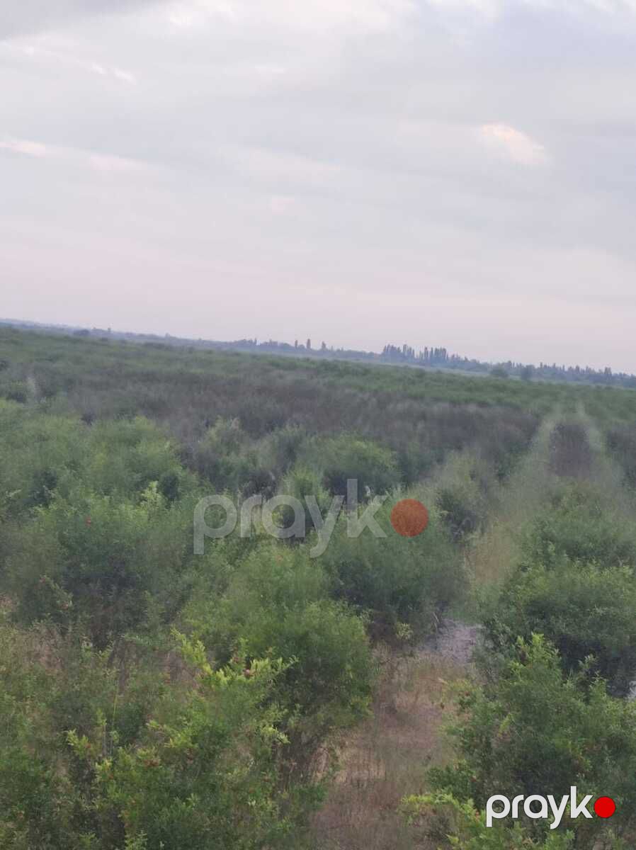 Satılır torpaq 3845 sot — Torpaq, Göyçay (3)