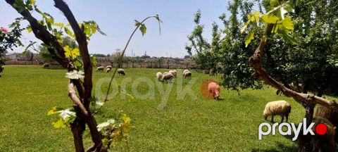 Bağ evi, Mingəçevir ş — Mingəçevir