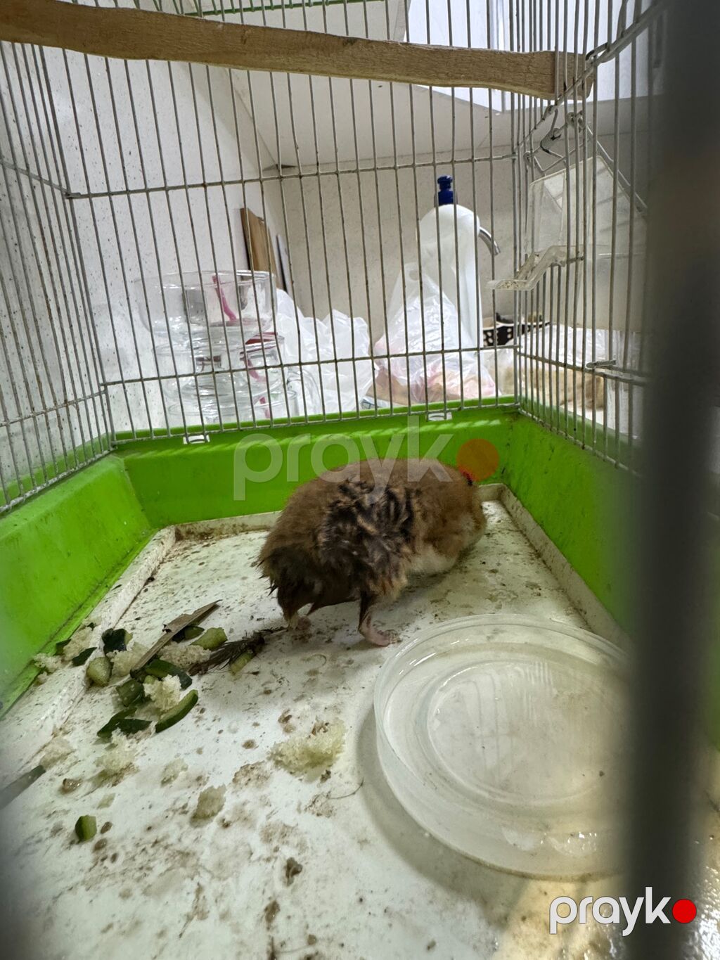 Ev heyvanı: Hamster (Suriya hamsteryanı) Təsvir: - Rəngi — Kəmiçilər, Bakı (5)