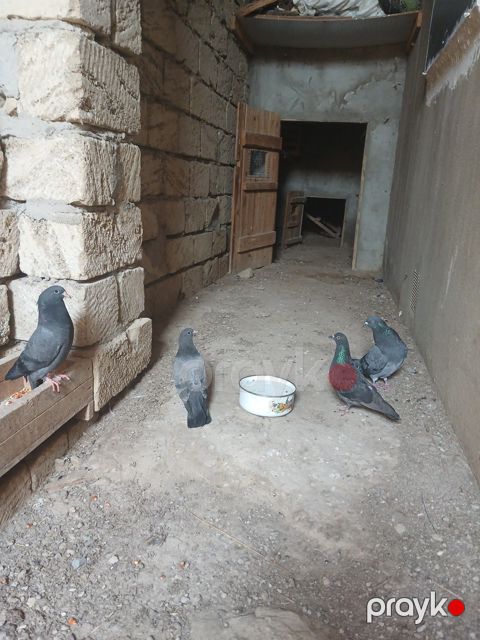 Göyərçinlər — Sumqayıt