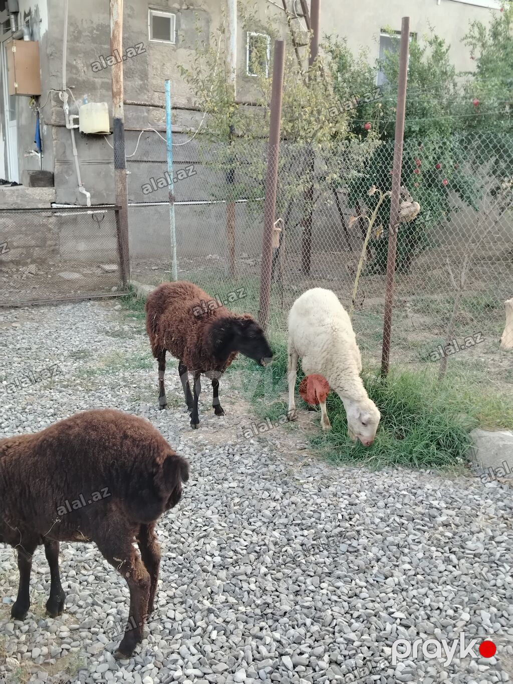 Satilir:birinci qarın dişi qoyun dişi balası 7 aylıq, birdene erkek — Heyvanlar, Bakı (3)