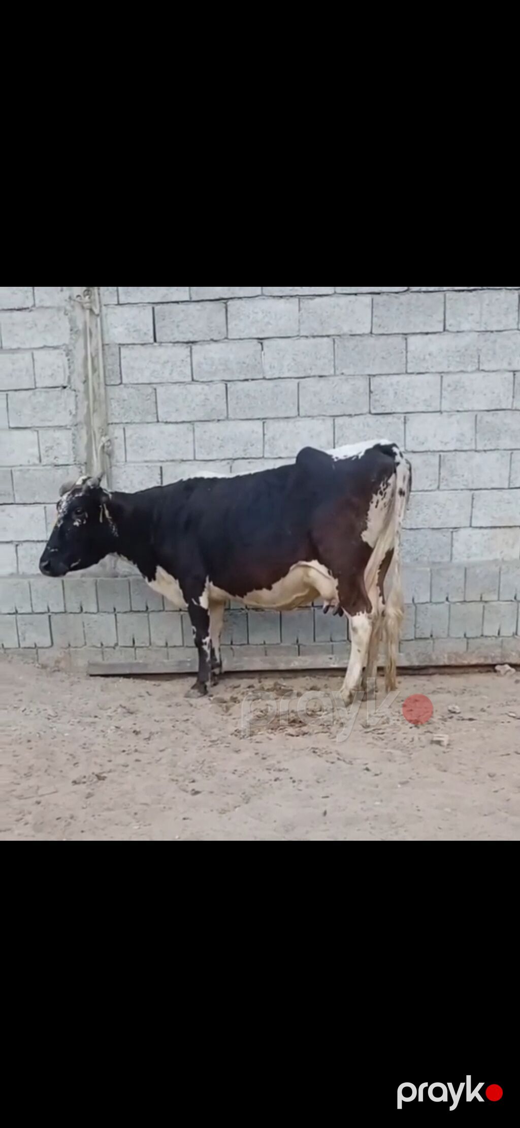 Siyah-ağ rəngli, iri süd verən inək və balası. - Cins tipi: Holştayn — Kənd təsərrüfatı heyvanları, Zaqatala (3)