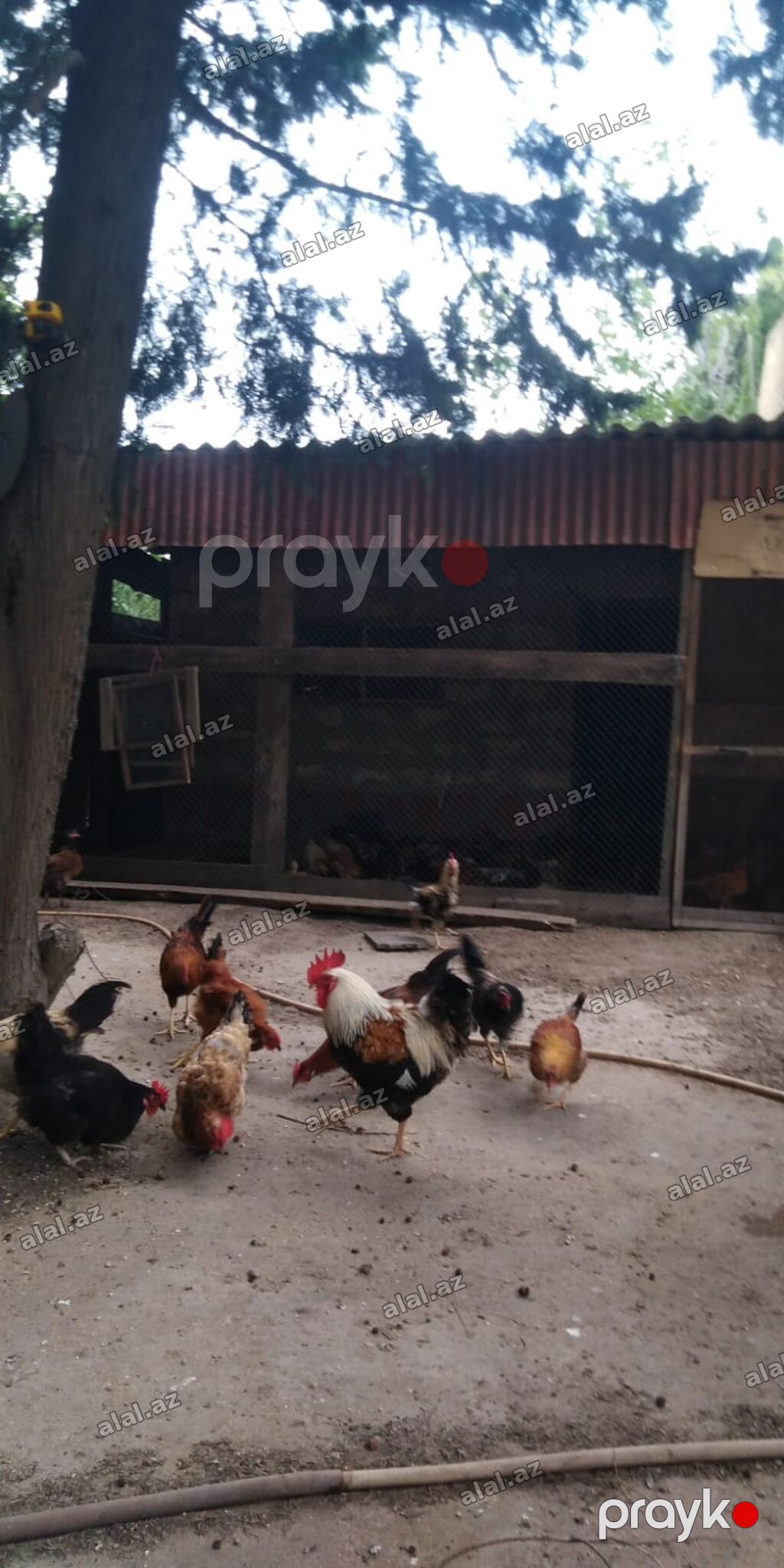 Xoruz, il: 1 — Heyvanlar, Bakı (3)