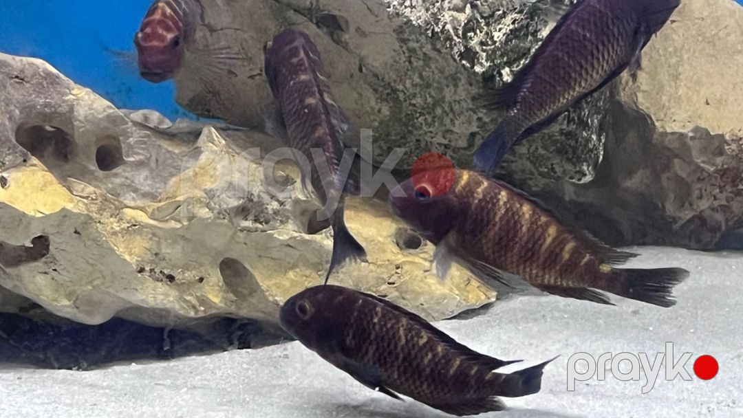 Tropheus balığı — Akvariumlar və balıqlar, Bakı (2)