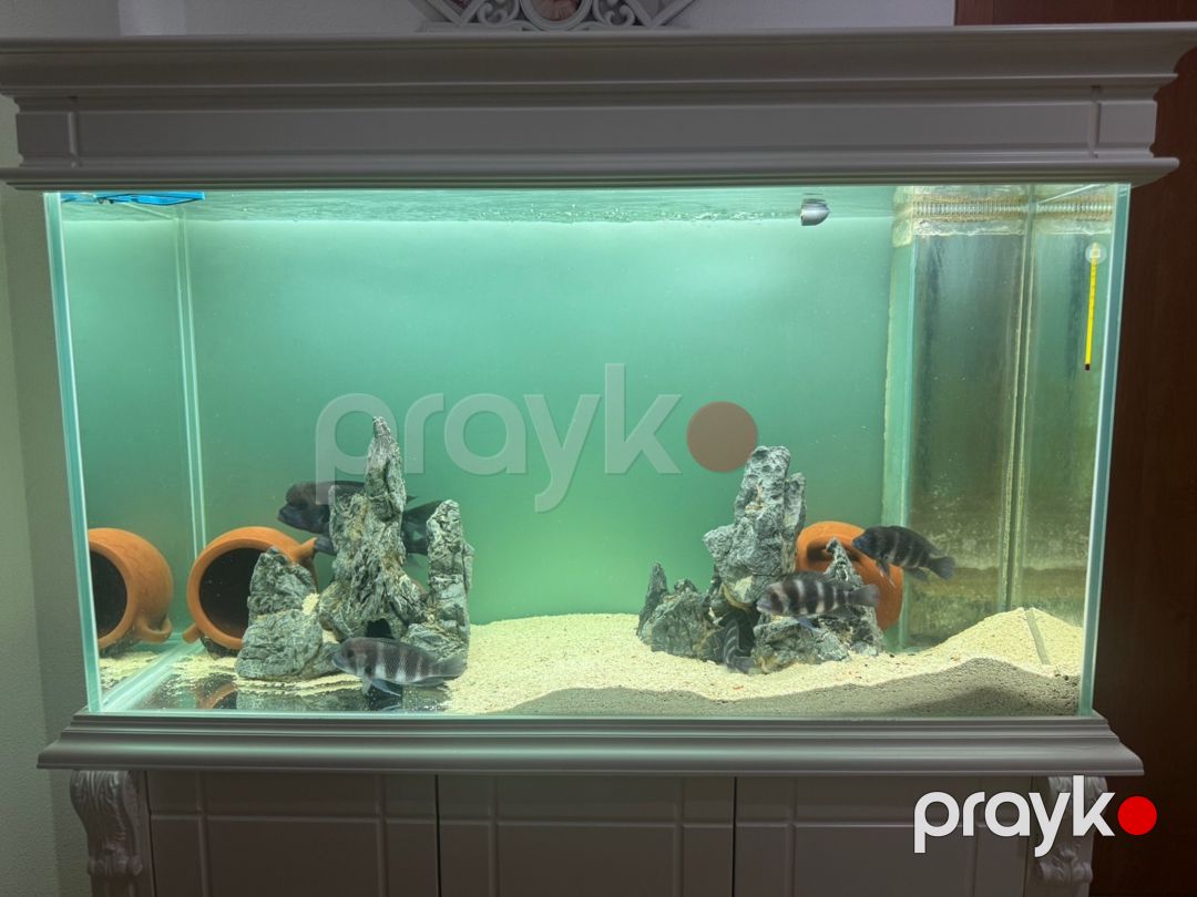 Akvarium — Akvariumlar və balıqlar, Bakı (3)