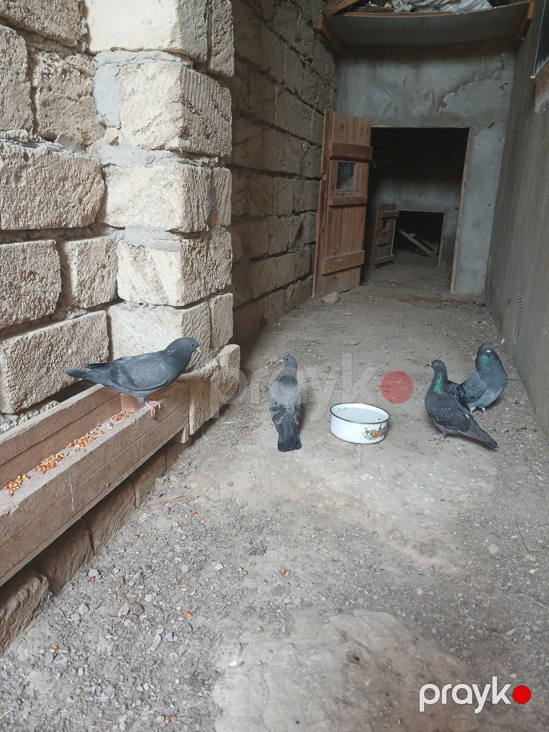 Göyərçinlər — Quşlar, Sumqayıt (2)