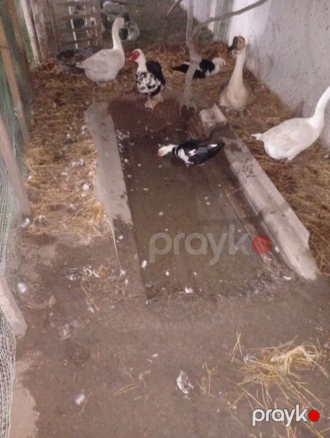 Məhsul: Ördək və qazlar (qarışıq sürü) Təsvir: - Geniş qəfəsdə — Digah