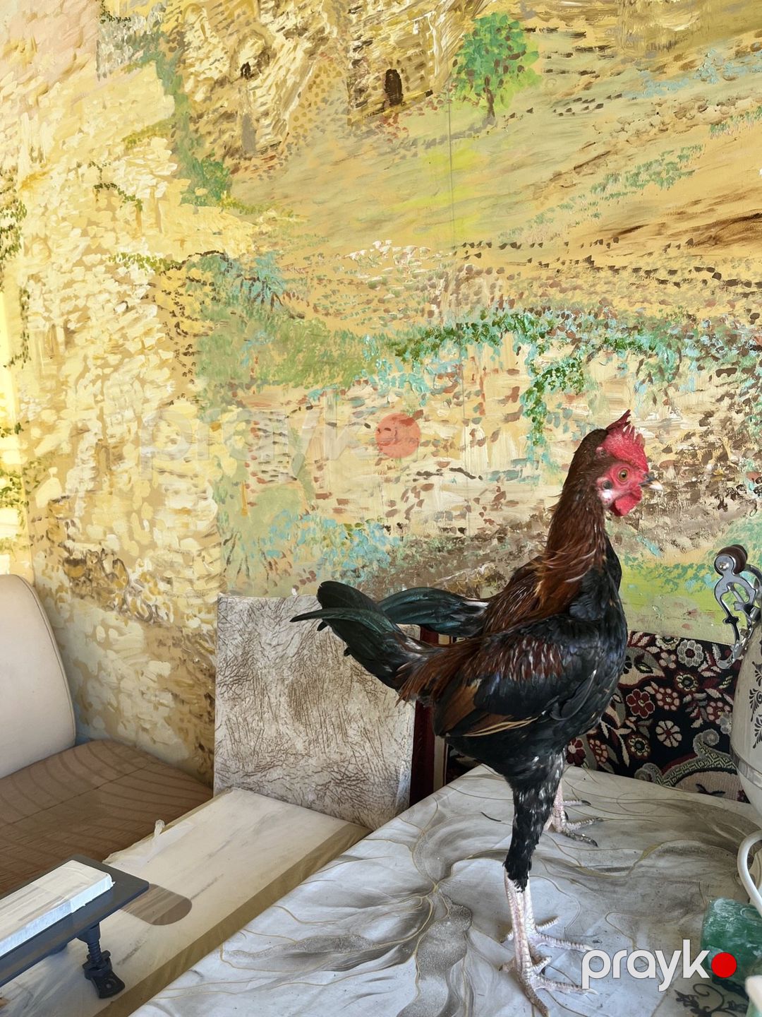 Heyratı — Quşlar, Bakı (3)