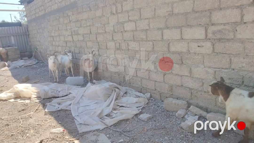 Keçilər və çəpişlər — Kənd təsərrüfatı heyvanları, Bakı (3)