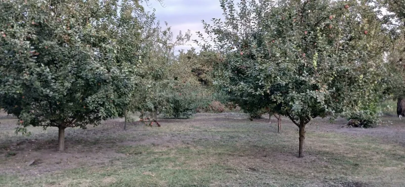 Satılır Torpaq 44 sot Qəbələ — Torpaq, Qəbələ (3)