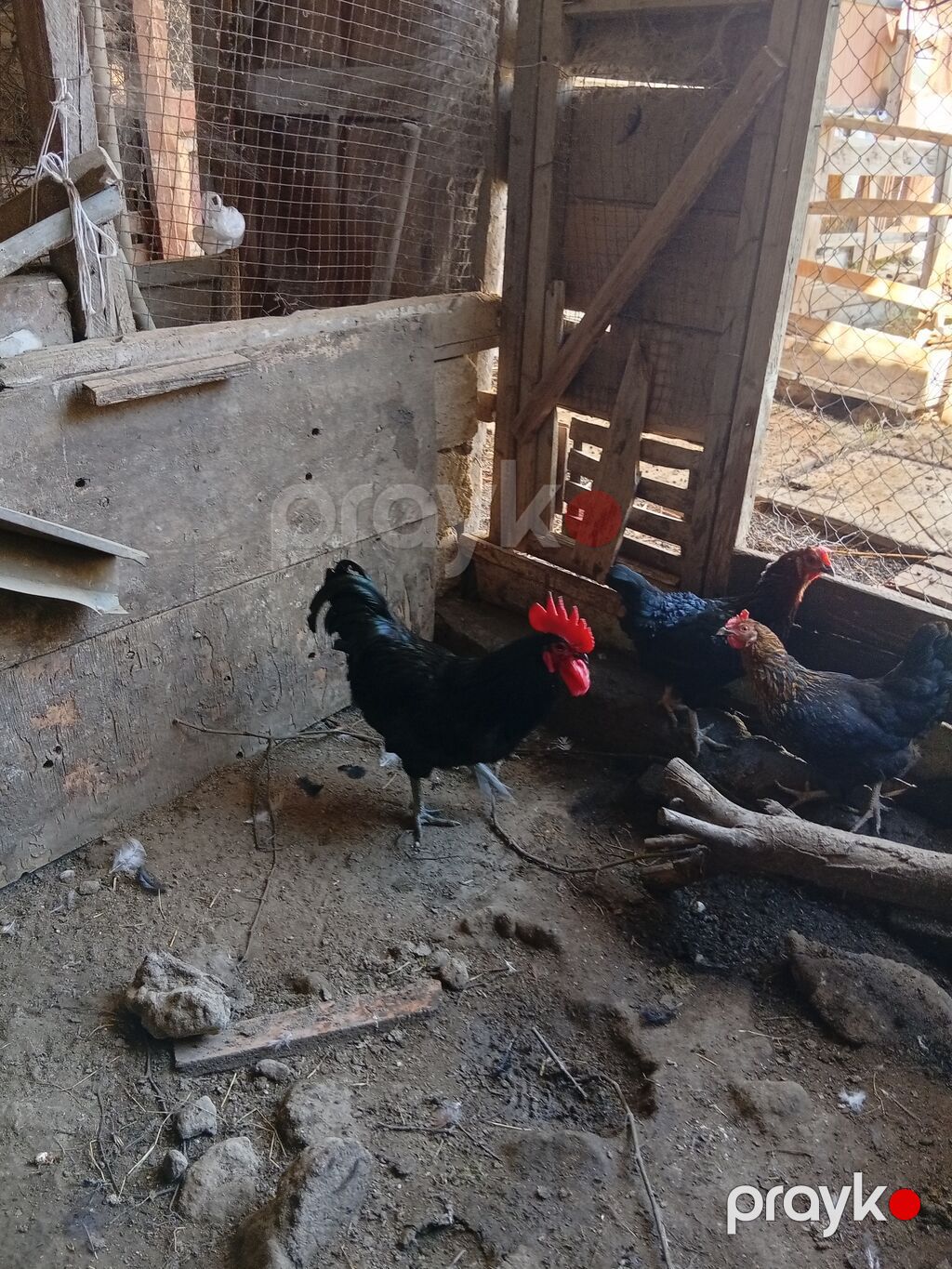 Xoruz, il: >5 Ünvandan götürmə — Toyuq və xoruz, Bakı (3)