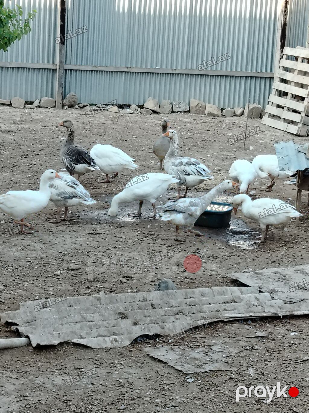 Erkək, Damazlıq, Ünvandan götürmə — Quşlar, İmişli (2)