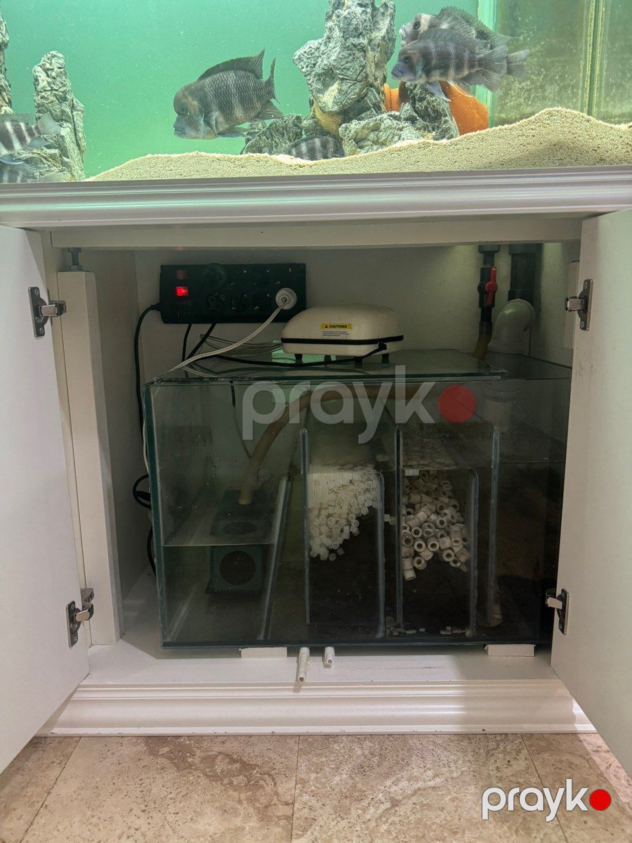 Akvarium — Akvariumlar və balıqlar, Bakı (4)