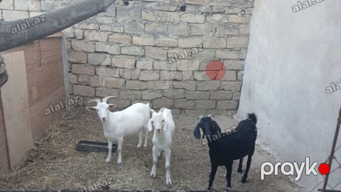 3 baş keçi - Növ: yerli süd və ət istiqamətli keçilər - Rənglər: 2 — Bakı