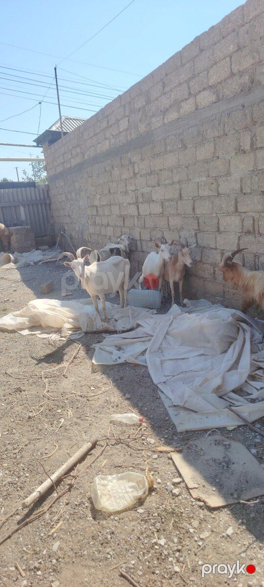 Keçilər və çəpişlər — Kənd təsərrüfatı heyvanları, Bakı (6)