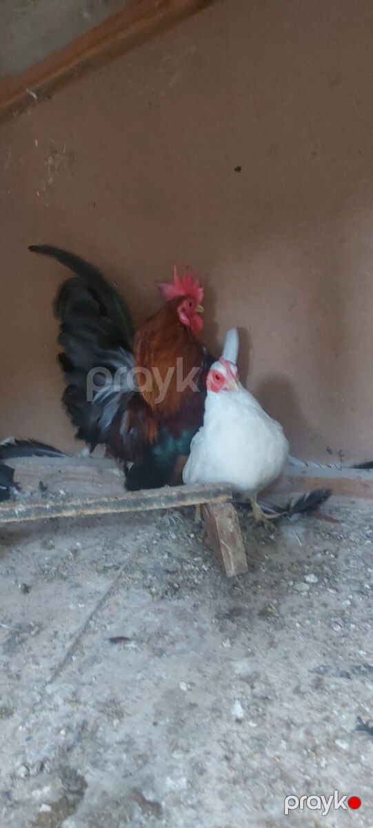 Yaponkalar — Quşlar, Bakı (5)