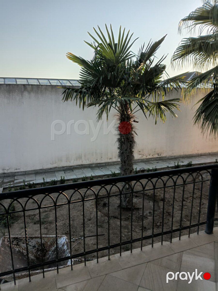 Palma ağacları — Bitkilər, Bakı (4)