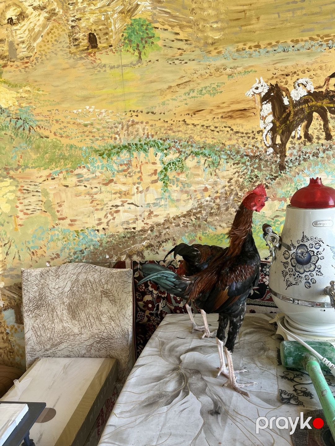 Heyratı — Quşlar, Bakı (4)