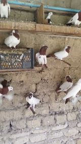 Göyərçin — Nihad — Quşlar