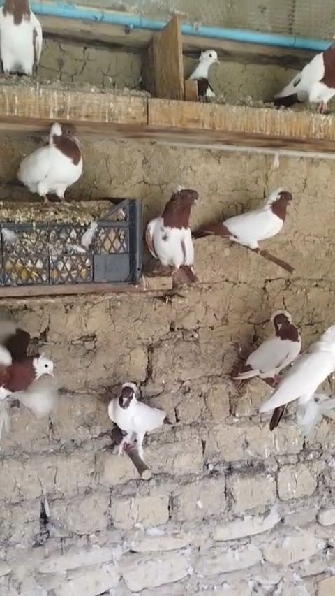 Göyərçin — Bakı
