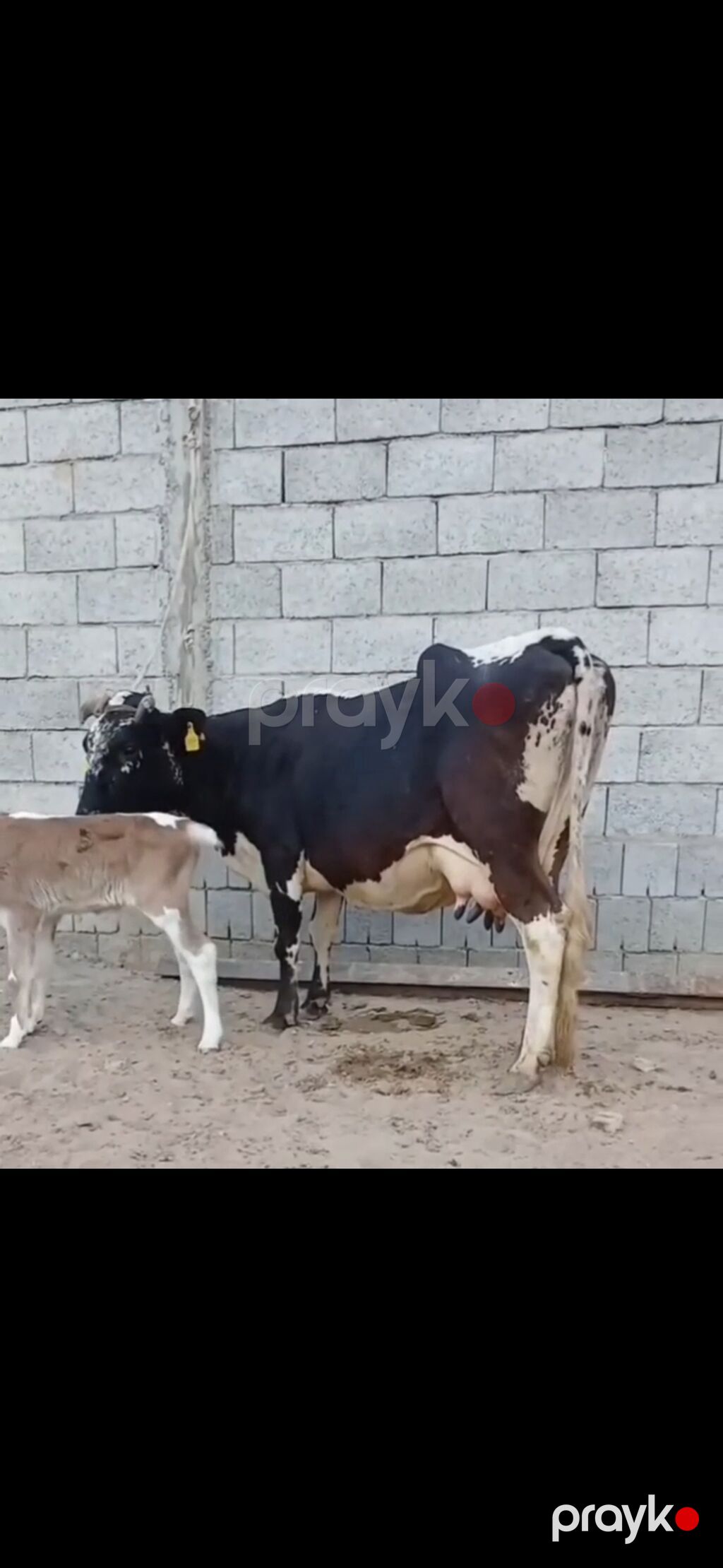 Siyah-ağ rəngli, iri süd verən inək və balası. - Cins tipi: Holştayn — Kənd təsərrüfatı heyvanları, Zaqatala (2)